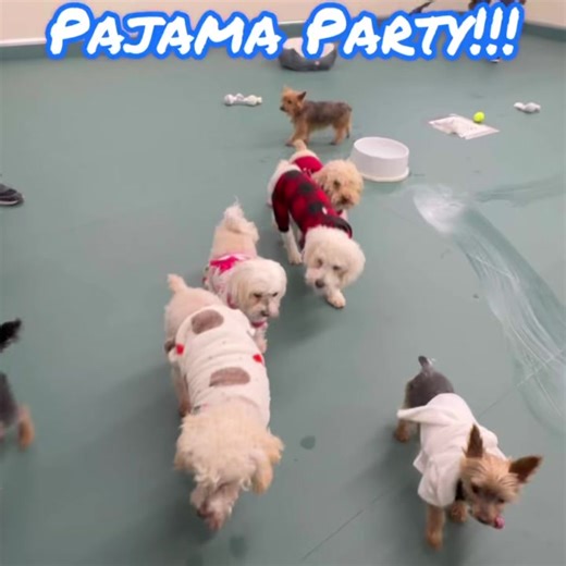 5.3K views · 955 reactions | What’s better on a cold winter’s day than hanging out in your pajamas? While it’s too cold to play outside, that doesn’t stop our pack from enjoying their day. Join in on our NMDR Pajama Party and meet some of our dogs. There’s just no party like a cozy pajama party! Check our website for available pajama snuggling buddies! #pajamaparty #dogsinpajamas #rescuedogs #NMDR | National Mill Dog Rescue | Facebook
