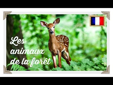 apprendre les animaux de la foret en francais