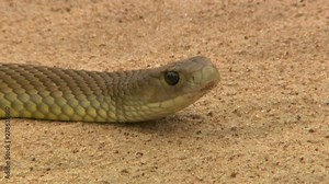 Close up of a deadly inland taipan snake as it flicks it tongue Stock Video