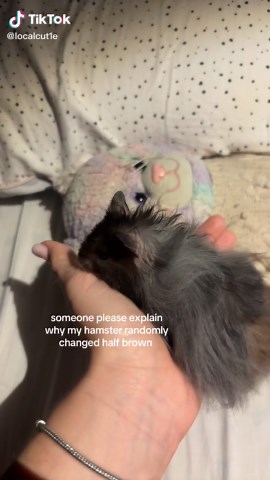 Understanding Hamster Color Changes in Pets