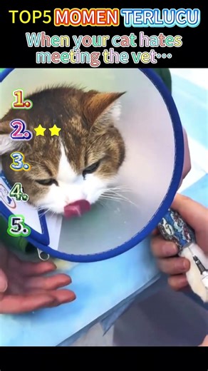 When your cat hates meeting the vet…#cat #funnycat #cats #funnyvideo #funny