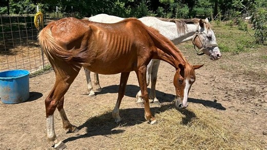 Humane Society rescues 348 neglected animals; woman, man face charges