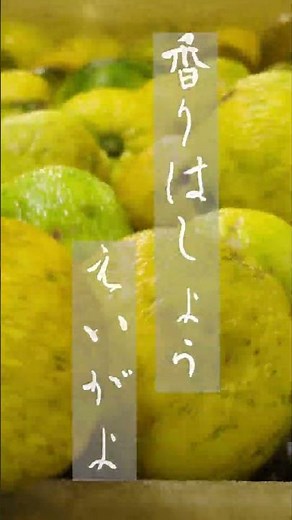 今年もゆずの季節になりました #馬路村農協 #馬路村 #高知県 #ゆず #ゆずの村 #ぽん酢 #ゆずぽん酢 #ポン酢 #農協 #JA #農協職員