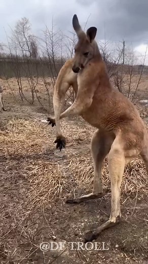 2.2K views · 12 reactions | Amazing Animal Transformation! | DF TROLL | Facebook