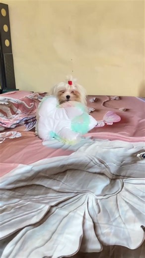 Maltise male🐶#youtubeshorts #shortsvideo #shorts #youtube #subscribe #like #comment #toypom #dog