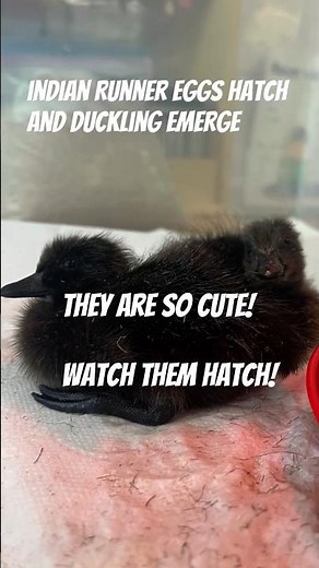 Indian Runner Duckling Hatching