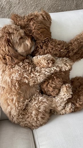 TikTok · MALIBU & PEACH | cockapoo