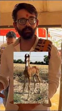 some people give diet for colt give Stallion diet ashu pandit pushkar