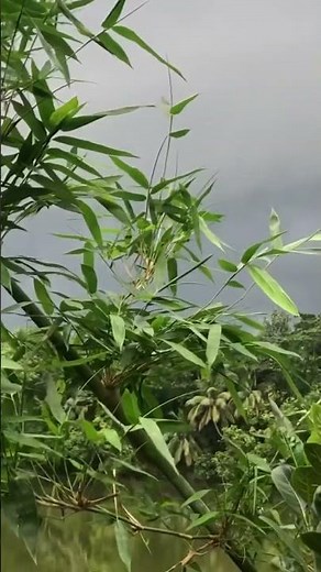 Triangle Violin Classic