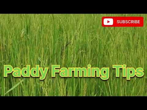 Paddy Farming Tips
