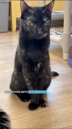 64K views · 1.5K reactions |  Calico vs Tortoiseshell: What’s the difference?  Both cats have the same mix of orange, black, and sometimes white, but calicos have big patches of color while torties are more blended or ‘mottled.’ Either way, both are gorgeous! Which do you have? #calico #torti #cats #thecatterycc | The Cattery Cat Shelter | Facebook