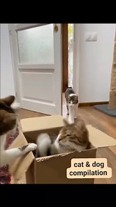 190K views · 6.8K reactions | cat & dog compilation #pet #dog #cat #funnyvideos #funnypets #disclaimernocopyrightinfringementintendedmusicbelongstotherightfulowner #highlight #follower #everyone #Disclaimer | Elizabeth Estoque | Facebook