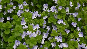 Flowerbed with creeping speedwell Veronica filiformis close up, trembling on the wind. Wild flowers HD footage shooting static camera. Stock Video