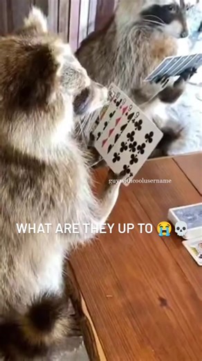 Funny Raccoon Memes Compilation