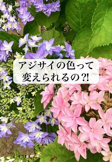アジサイの植え替えと色の変え方