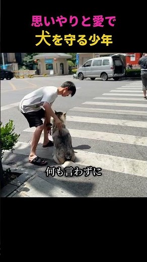 思いやりと愛で 犬を守る少年 #散歩 #思いやり #愛 #感動 #温かい瞬間 #癒し #純粋 #感性映像 大切な瞬間 #感動映像 #感性ストーリー