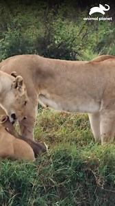 Se dan cuenta que falta una de las crías de los leones. 😮🦁 | Animal Planet Latinoamérica