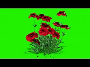 rose plant with flowers green screen video