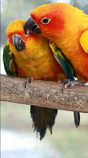 🌿🦜 Colorful Birds in the Wild | Nature’s Most Beautiful Colors