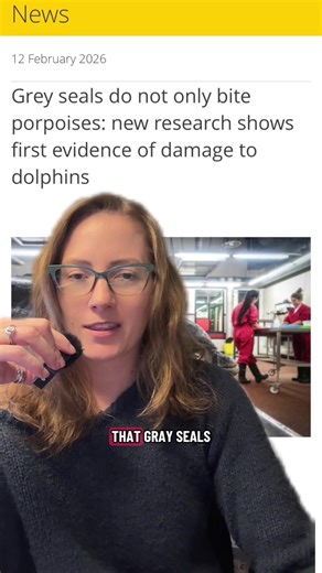 Grey Seals and Dolphins: A Marine Life Comparison