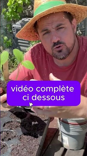 Vegetable garden: the right time to repot cucumbers
