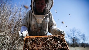 Beekeepers are losing bees at higher rates. Federal funding cuts to labs delay answers