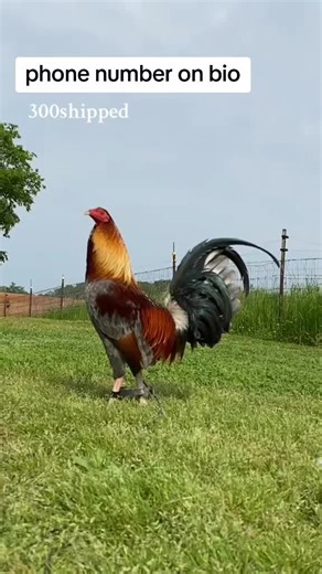 Top Blue Gamefowl Breeder in America