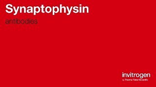 Synaptophysin antibodies from Thermo Fisher Scientific
