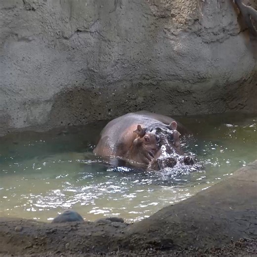 Quick! Check out Happy's feet before he goes into the water! 🦛 He has four webbed toes on each foot which helps distribute his weight, enabling him to walk on land and river bottoms. | Milwaukee County Zoo