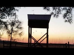 Ocala National Forest, Florida, Hopkins Prairie: bats take to the wing!