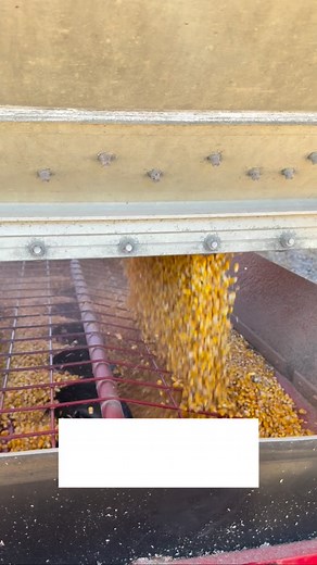 24 reactions | Harvest may be winding down across Tennessee, but that sound of corn pouring into the auger? That’s the white noise farmers dream of  #TNFarmBureau | #Harvest2025 | Tennessee Farm Bureau Federation | Facebook