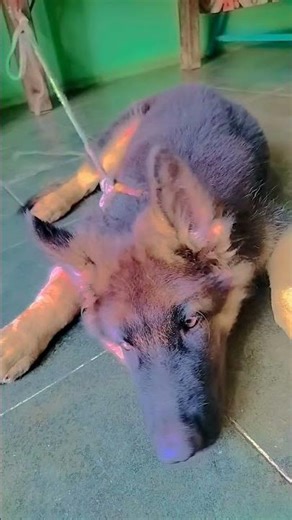 pyar mummy karti hai thoptv