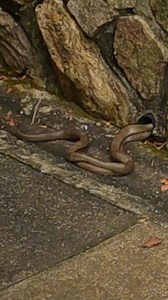 Wrangling Two Mating Eastern Browns At The Same Time!! Every second call is for 'Brown Snakes' at the moment, most of which are turning out to be Eastern Browns. We received two calls at once for brown snakes so Donnie headed over to a big healthy Eastern Brown at a construction stie and we went to the back of Nambour for two Eastern Browns mating. When we arrived the snakes had their heads in the pipe so I was able to sneak up on them. I grabbed them both at the same time however one slipped ou