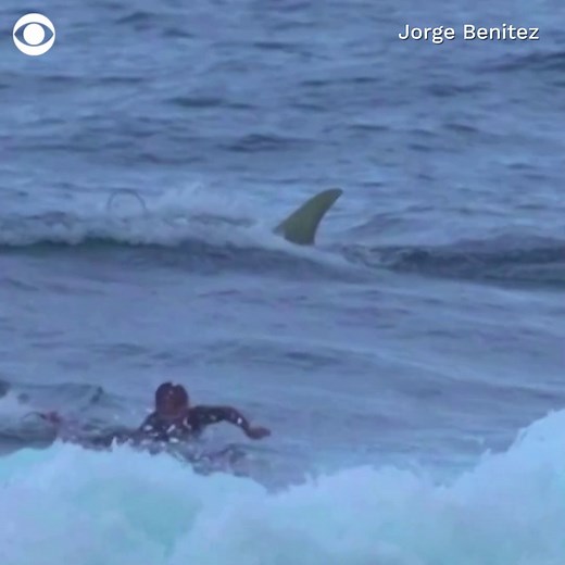 CLOSE CALL: A shark was spotted Monday at Middles Beach in Puerto Rico, coming near a surfer paddling in the water. | CBS News