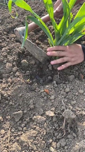 Planting PopCorn plants Tutorial #farming #shorts