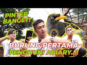INI DIA BURUNG PERTAMA DI AVIARY DEHAKIMS | PINTER BANGETT!!