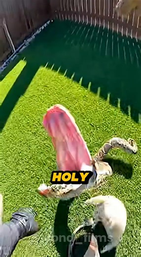 Rescuing a Python-Coiling Dog: Heartwarming Reactions