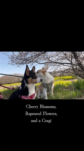 春とコーギー #コーギー #corgi #犬のいる暮らし #ペットのいる暮らし #コーギー兄弟
