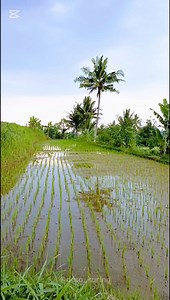 1.2M views · 10K reactions | Gera engal keun nya soal na nuju butuh iyeu teh,,  #sunda #pepelingsunda #papatahsunda #desakuring | Desa Kuring | Facebook