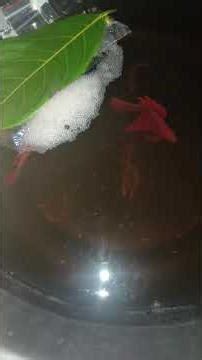 fighting fish breeding step by step 🫣😱🥰