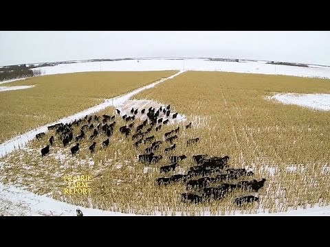 Winter Corn Grazing Cattle