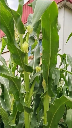 Maize Crop in Bloom: Flowering and Spikes Stage Explained