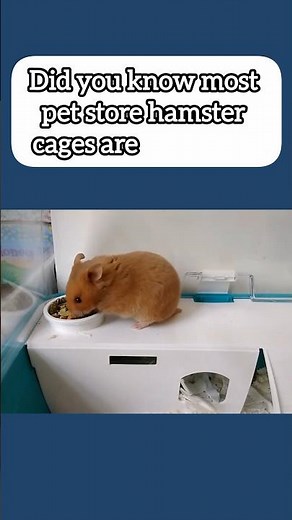 The truth about Pet Store Hamster Cages! 🐹😡❌
