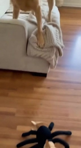 Surprise 🤣🤣🤣 | Mini Madness