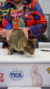 Have you ever seen a Bengal this beautiful? 😻 This stunning feline is the perfect mix of wild elegance and sweet personality. With that striking spotted coat and confident gaze, it’s easy to see why Bengals turn heads wherever they go! 🌿 Did you know? The Bengal breed was originally developed by crossing domestic cats with the Asian leopard cat to preserve that exotic look while keeping the affectionate, playful nature of a house cat. The result? A mini leopard that purrs in your lap! 💬 Do yo