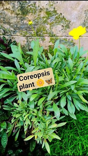 coreopsis flowering plant🪻🦋#garden #coreopsis #garden #flowers #trending #nature #plants #viralshort