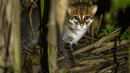 Epic Effort To Find The Flat-Headed Cat In Thailand Records First Confirmed Sightings In Almost 30 Years