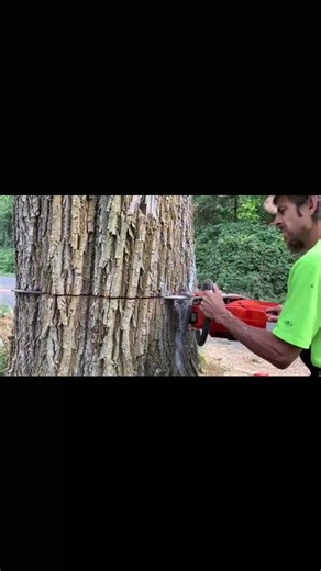 1.7K views · 13 reactions | Inbred Jed dropping another Maple  | Maida Upton | Facebook