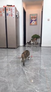 47K views · 3.6K reactions | Laisse ton chat exprimer son instinct de chasseur - ce jeu d'oiseaux interactif lui procurera des heures de plaisir !  ✅ Imite les mouvements de la proie ✅ Stimule l'instinct de chasse ✅ Divertit ton chat pendant des heures Suis des milliers de propriétaires de chats heureux et économise jusqu'à 40% pendant une courte période seulement !  https://animaux-plus.fr/products/jeu-doiseaux-jouet-interactif-pour-chats | Animaux Plus | Facebook