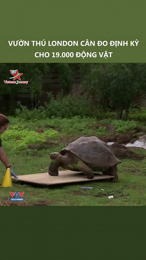 Khám Phá Động Vật Tại London Zoo Mùa Covid-19